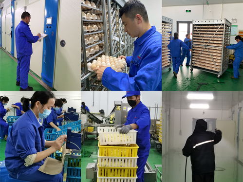 百億愿景，百年京海——致敬新征途上的創(chuàng)業(yè)人，記孵化分公司祖代孵化廠愛(ài)崗敬業(yè)群體